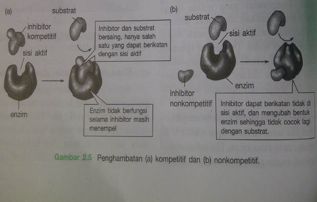 Cara Kerja Enzim dan Faktor yang Mempengaruhi  UtakAtikOtak.com